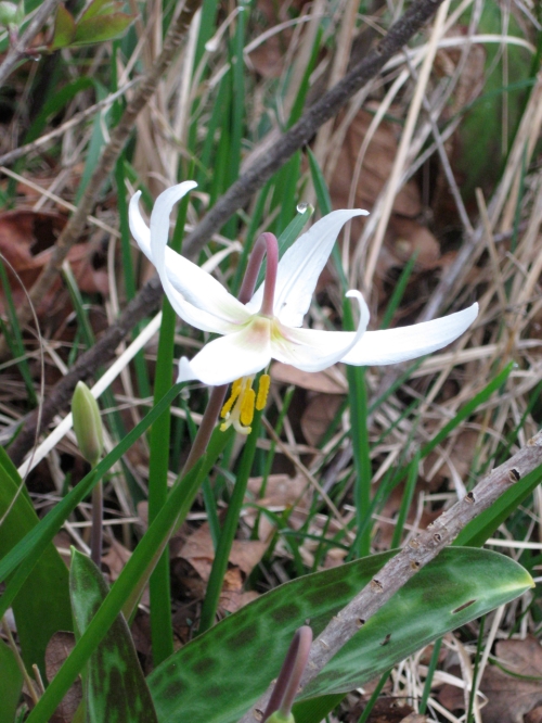 Fawn Lily March 24-2013_IMG_0915