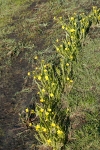 Ranunculus alismifolius - Uplands Park Victoria_MG_5075aar