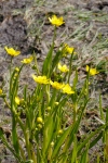 Ranunculus alismifolius - Uplands Park Victoria_MG_7671ar