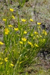Ranunculus alismifolius - Uplands Park Victoria_MG_7673ar