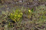 Ranunculus alismifolius - Uplands Park Victoria_MG_7674ar