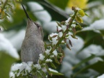 Hummingbirds on a Snow Day  - Dec 5,2013